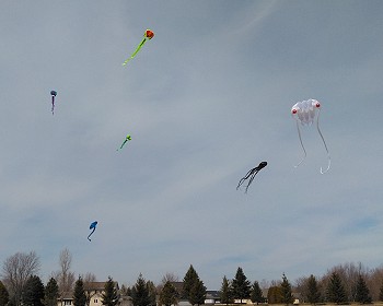 ST&BF: “Go Fly a Kite” with Great Heights with Delightful Kites!